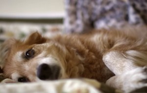 Köpek, Sahibinin Kanser Olduğunu Doktordan Önce Anladı.