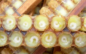 Arı Sütünün Faydaları