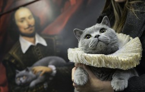 Shakespeare treninin ilk yolcusu bir İngiliz kedisi