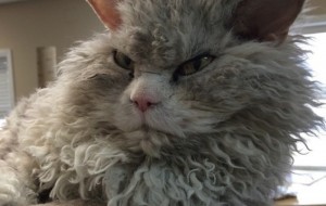 Koyun Kılıklı Kedi Albert 