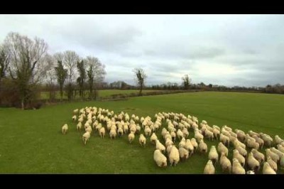  Dronelar ile Hayvan Gütmek 