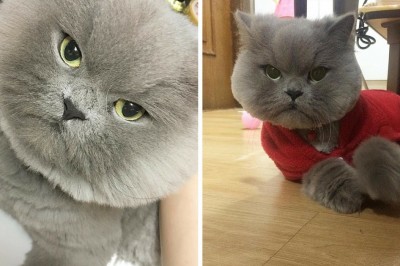 Dünyanın En Tatlı Yanakları Olan Kedisi