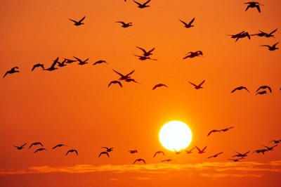 İsli Portakal Turuncusu