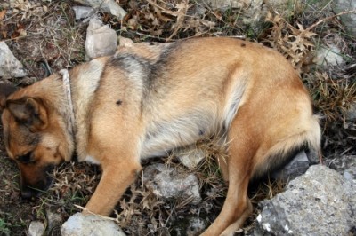 Görme engelli vatandaşın rehber köpeğini öldürdüler