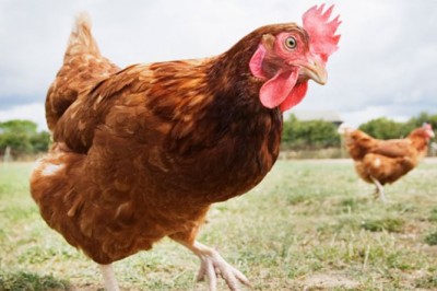 İsviçre tavuklara kümes mecburiyeti getirdi