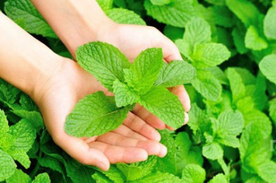 Nane'nin Faydalarına Bir Göz Atalım