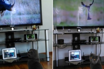 Scottish Fold cinsi kedi günde 5 saat belgesel izliyor