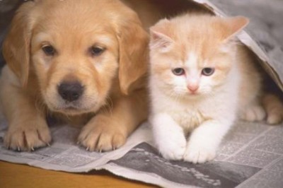 Evcil Hayvan Besleyenlerin Karşılaştıkları Sorunlar