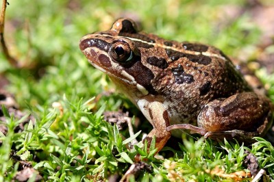 Kurbağaları Haftanın Son Günü Öldürün