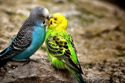 Muhabbet Kuşlarında Mantar Hastalığı