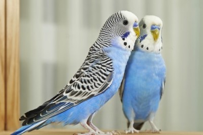 Muhabbet kuşu nasıl konuşturulur?