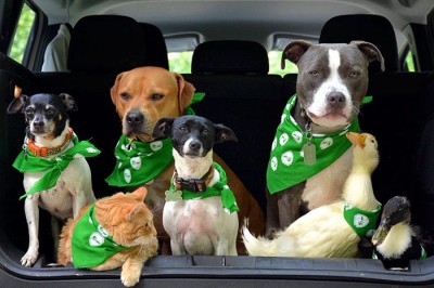 7 Hayvanı Kurtarıp Onlardan Bir Aile Kuran Çiftin Renkli Hayatı