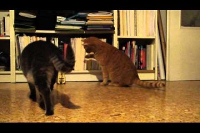 Metronom Tıkladıkça İrkilen Meraklı ve Bahtsız Kedi