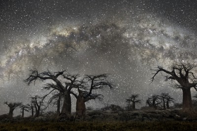 Samanyolu Galaksisi ve Bin Yaşındaki Ağaçları Buluşturan Fotoğraflar