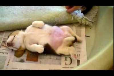 Uyurken Top Atsanız Uyanmayacak Süper Tatlı Köpek Yavrusu