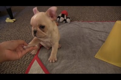 4 Günlük Eğitimle Yavru Bir Köpeğe Ne Kazandırabilirsiniz?