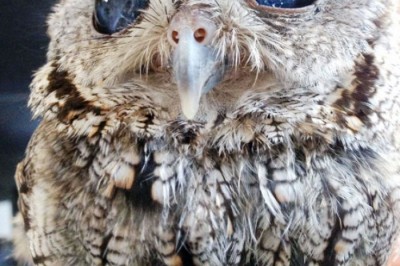 Bu Baykuşun Gözlerine Baktığınızda Uzaya Bakmış Gibi Hissedeceksiniz