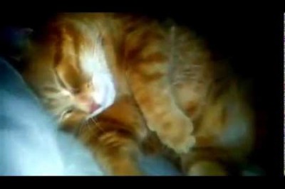 Horlayarak Sahibini Uyutmayan Kedi