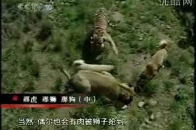 Japonların Aslan, Kaplan ve Sivas Kangalları Oynarken Çektikleri Garip Video