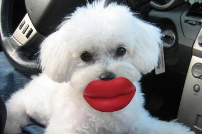 Oyuncaklarıyla İlginç Bir İkili Oluşturan 20 Köpek