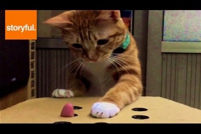 Sahibiyle Parmak Kapmaca Oynayan Kedi