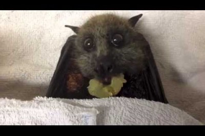 Süper Sevimli Yarasa Üzüm Yerken
