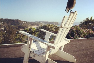 Yavruyken Tedavi Ettikleri Kuş, Ailenin Bir Ferdi Olursa...