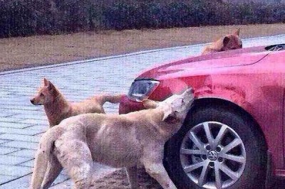 Tekmelenerek Yerinden Kovulan Fakir Ama Gururlu Köpeğin İntikam