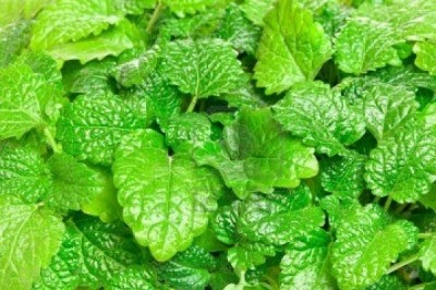 Oğul Otunun Faydaları ve Zararları Nelerdir?