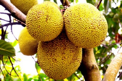 Jack Meyvesinin Faydaları ve Zararları Nelerdir?