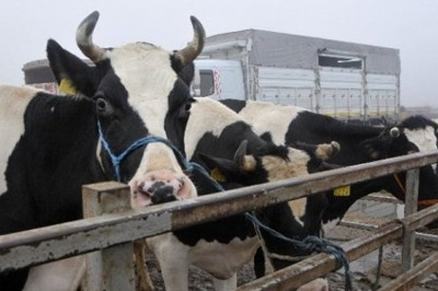 40 inek sınırdışı edildi