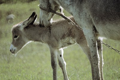 Hindistan'da 8 eşeğe 4 gün hapis
